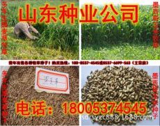 云南玉米青储饲料供需两旺，助力畜牧渔业饲料高效转型