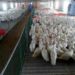 诸城市中兴塑料制品厂 专注畜牧渔业饲料包装解决方案的优质供应商