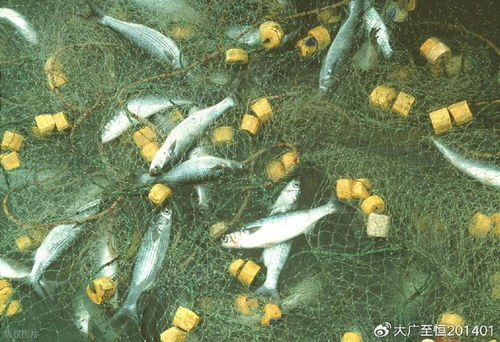 AquaTech 2026 马来西亚渔业展览会 领航渔业新纪元，驱动畜牧渔业饲料销售创新