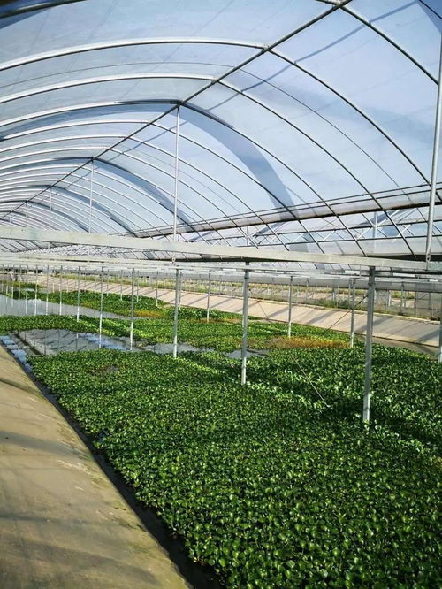 阿喜和他的金湖塘 饲料销售铺就小康路